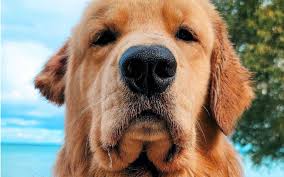 告别愧疚：可穿戴科技，实时监测狗狗运动数据，科学陪玩