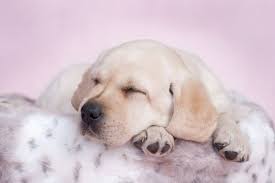 边玩边学：AR互动游戏，趣味陪狗玩，激发狗狗智力潜能