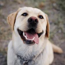 运动健将养成记：专业训犬师教你如何用敏捷训练打造活力狗狗