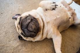 运动健将的秘密武器：狗粮之外，你还需了解的保健食品！